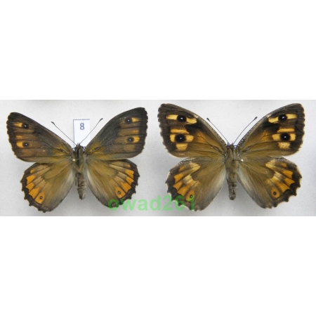 Hipparchia cretica (Rebel, 1916) pair Greece, Crete Is8